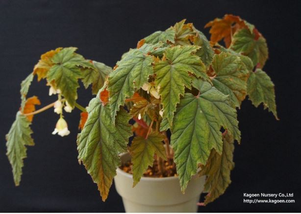 B. ‘Bangles’